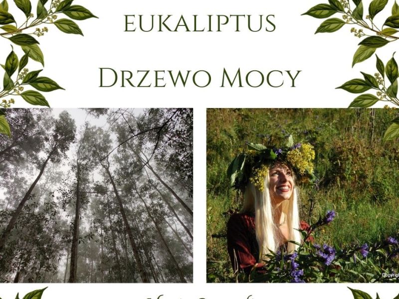 Drzewo Mocy Eukaliptus